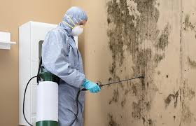 Best Emergency Mold Remediation in Citrus, CA